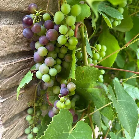 Appartement Neptunhorn Erdgeschosswohnung *